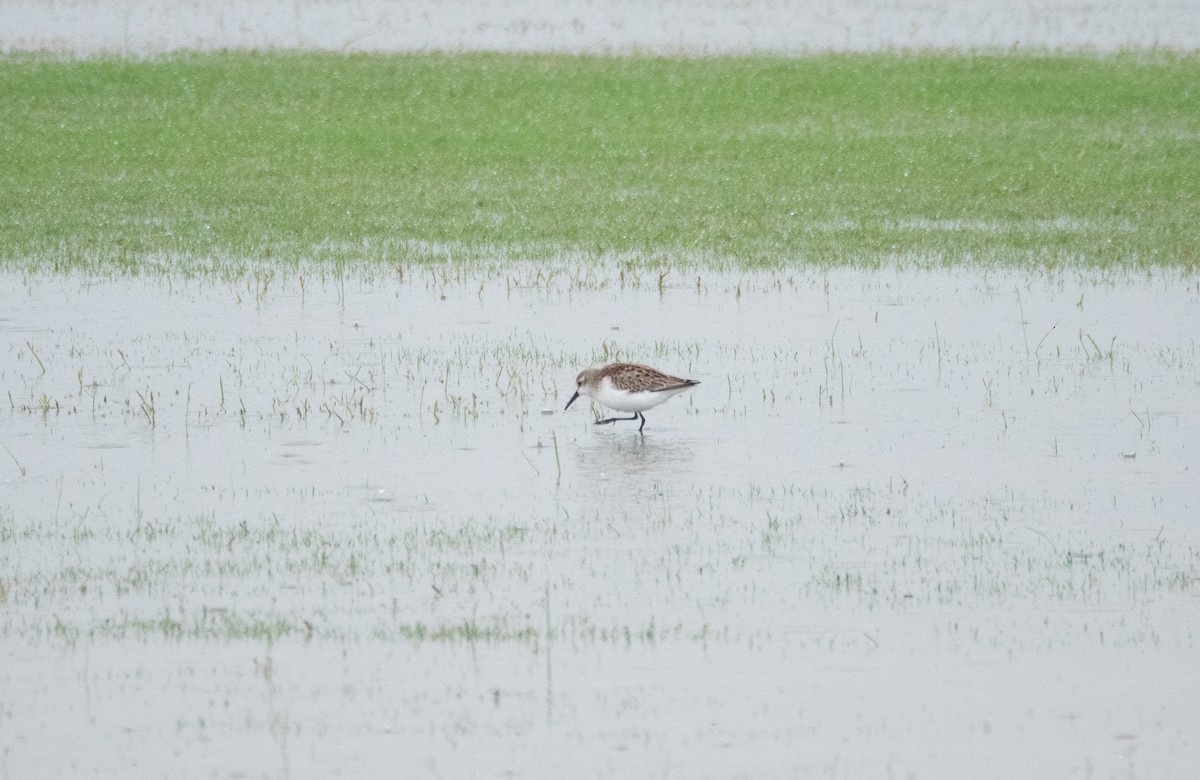 Bergstrandläufer - ML641144246