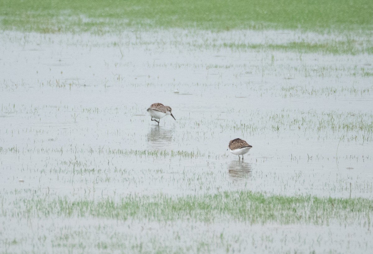 Bergstrandläufer - ML641144247