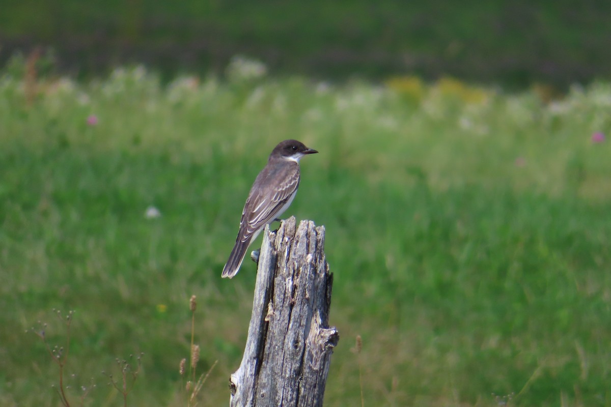Schieferrücken-Königstyrann - ML641144249