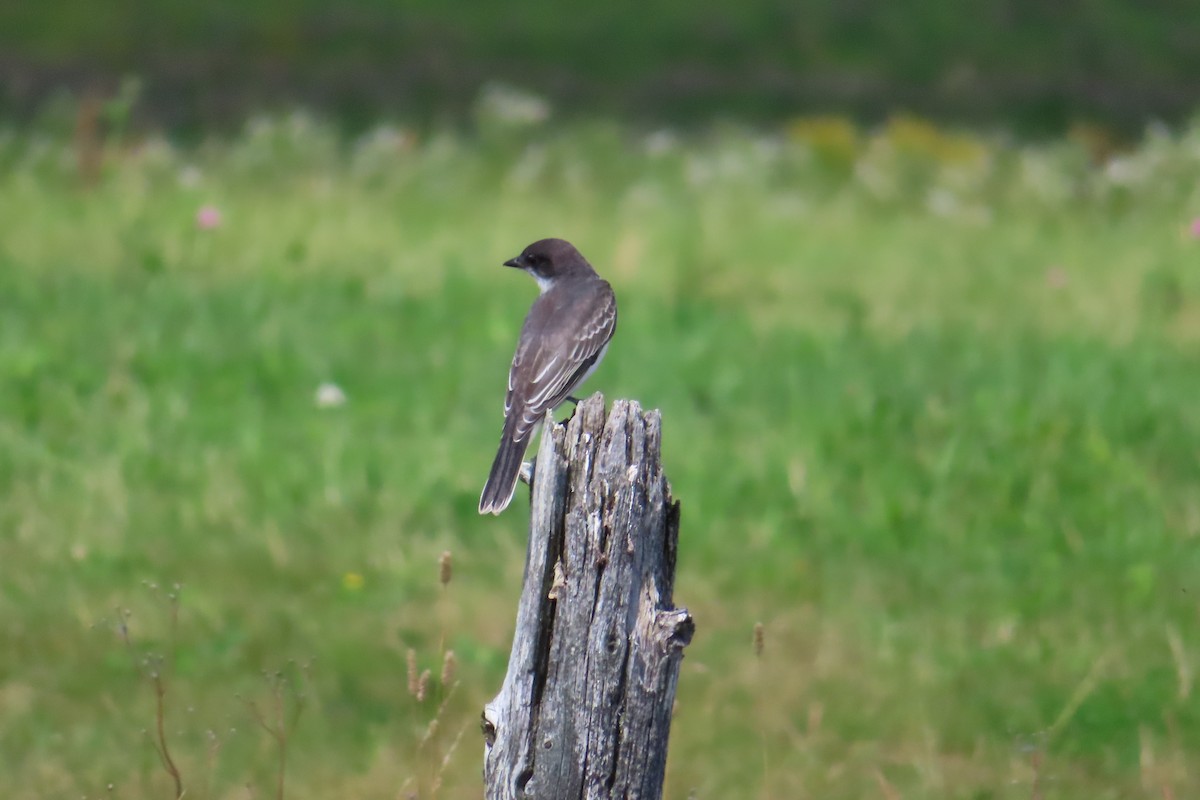 Schieferrücken-Königstyrann - ML641144250