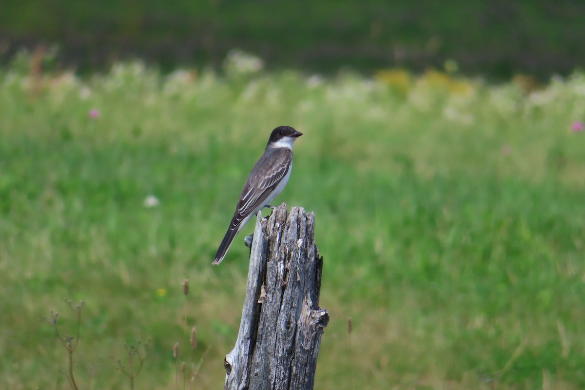Schieferrücken-Königstyrann - ML641144251