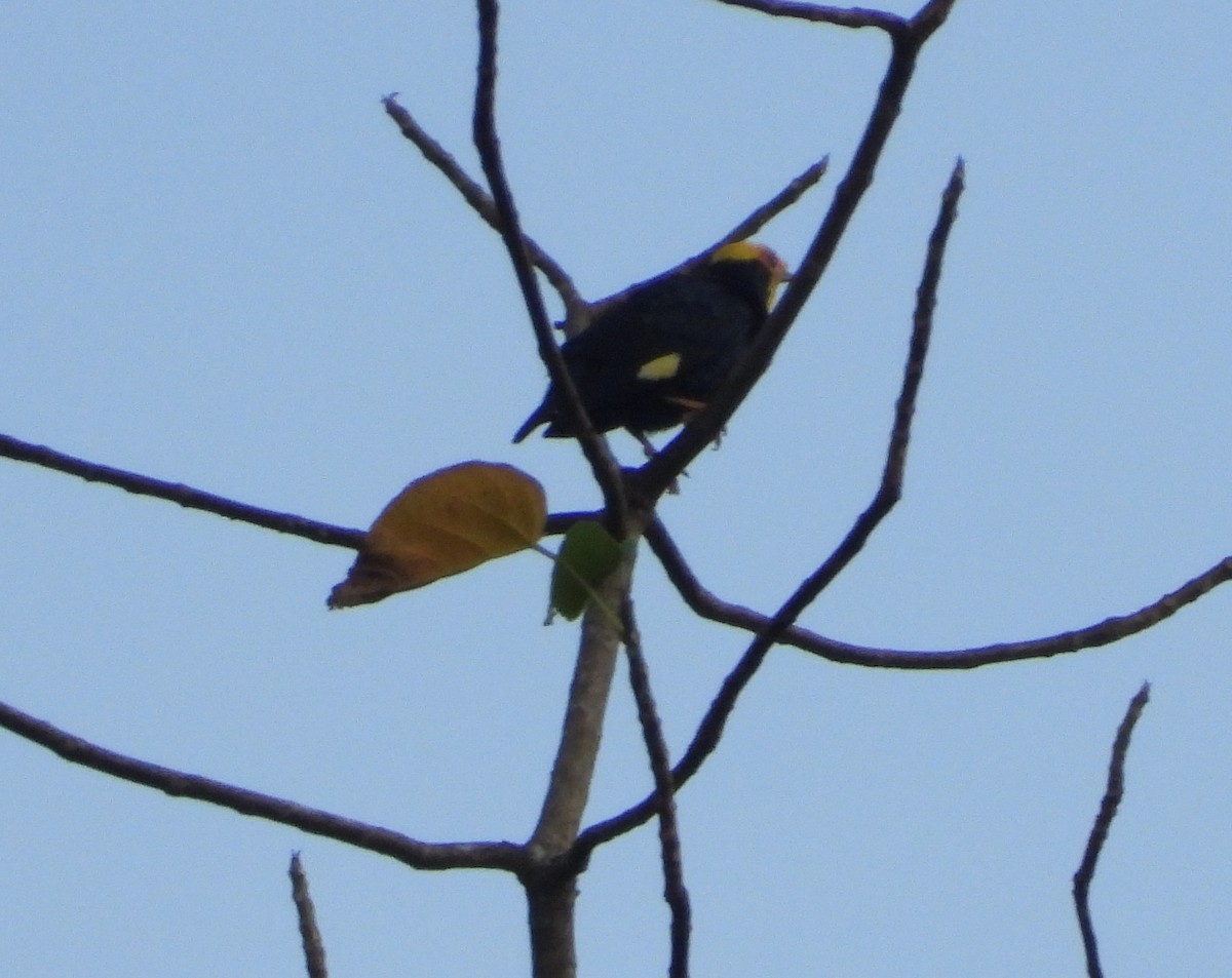 Golden-crested Myna - ML641144253