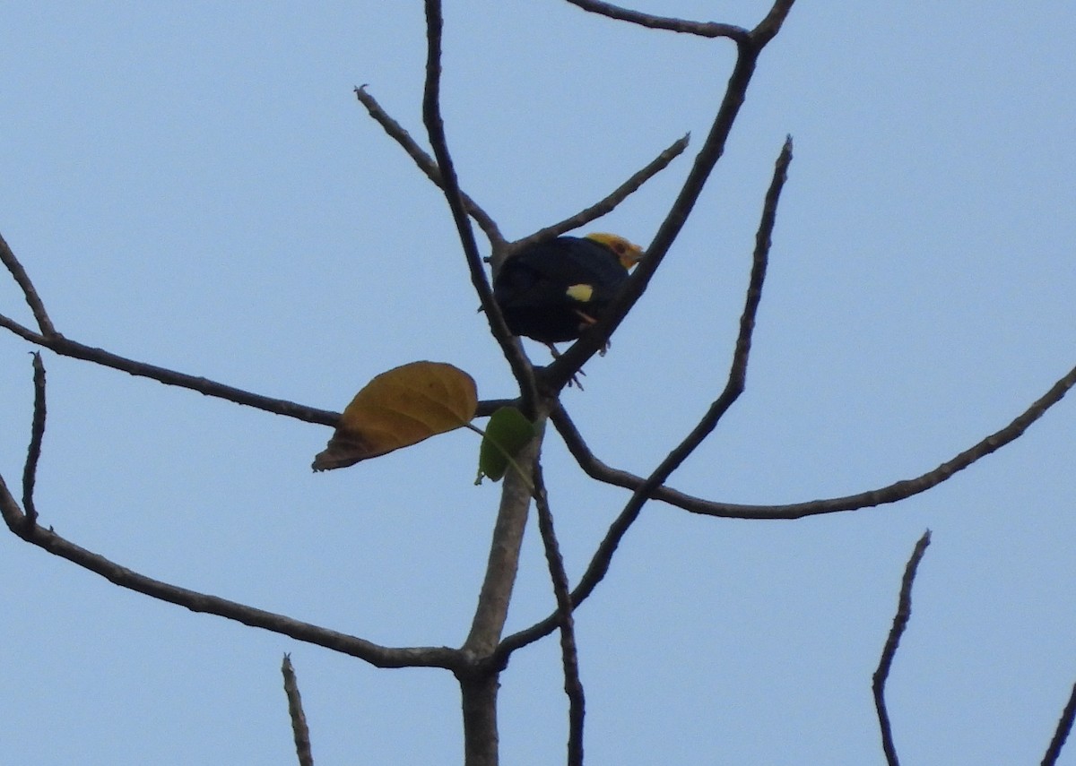 Golden-crested Myna - ML641144254