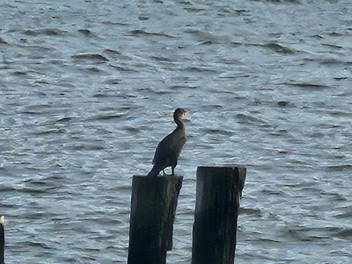 Double-crested Cormorant - ML641144257