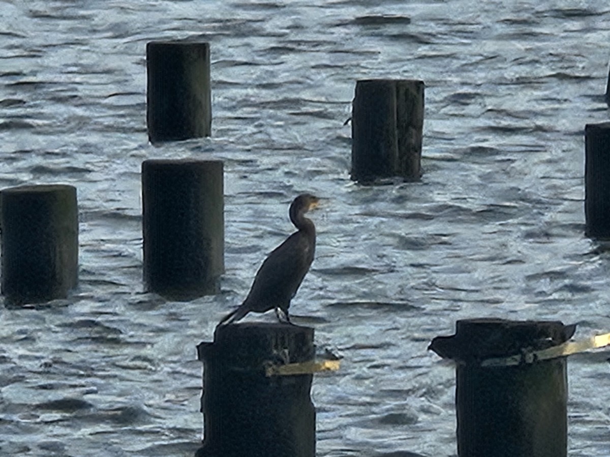 Double-crested Cormorant - ML641144258