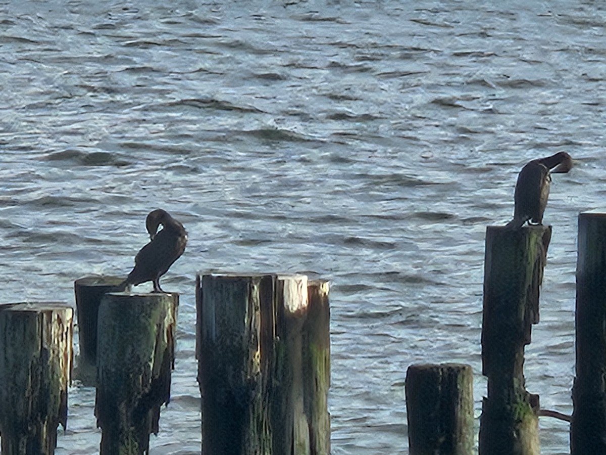 Double-crested Cormorant - ML641144259