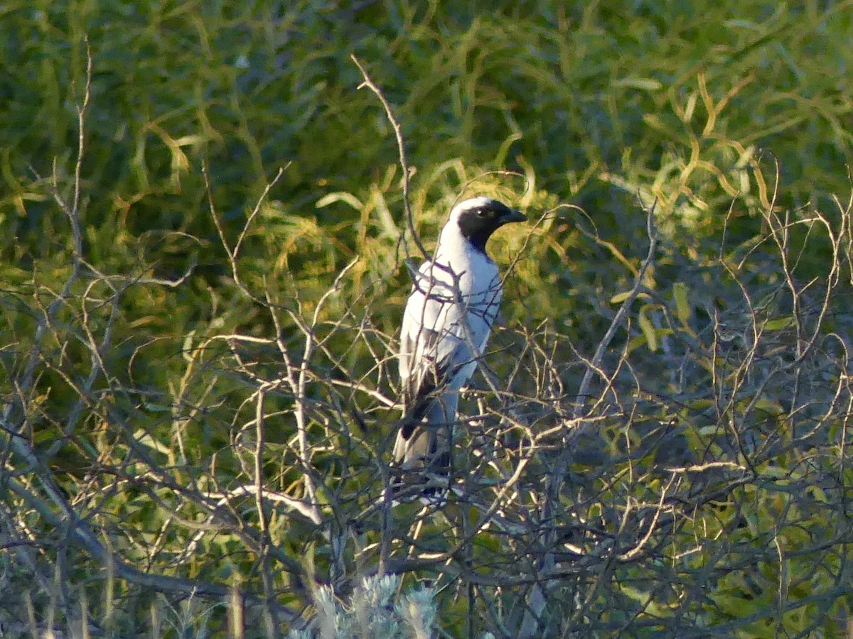 Black-faced Cuckooshrike - ML641144273