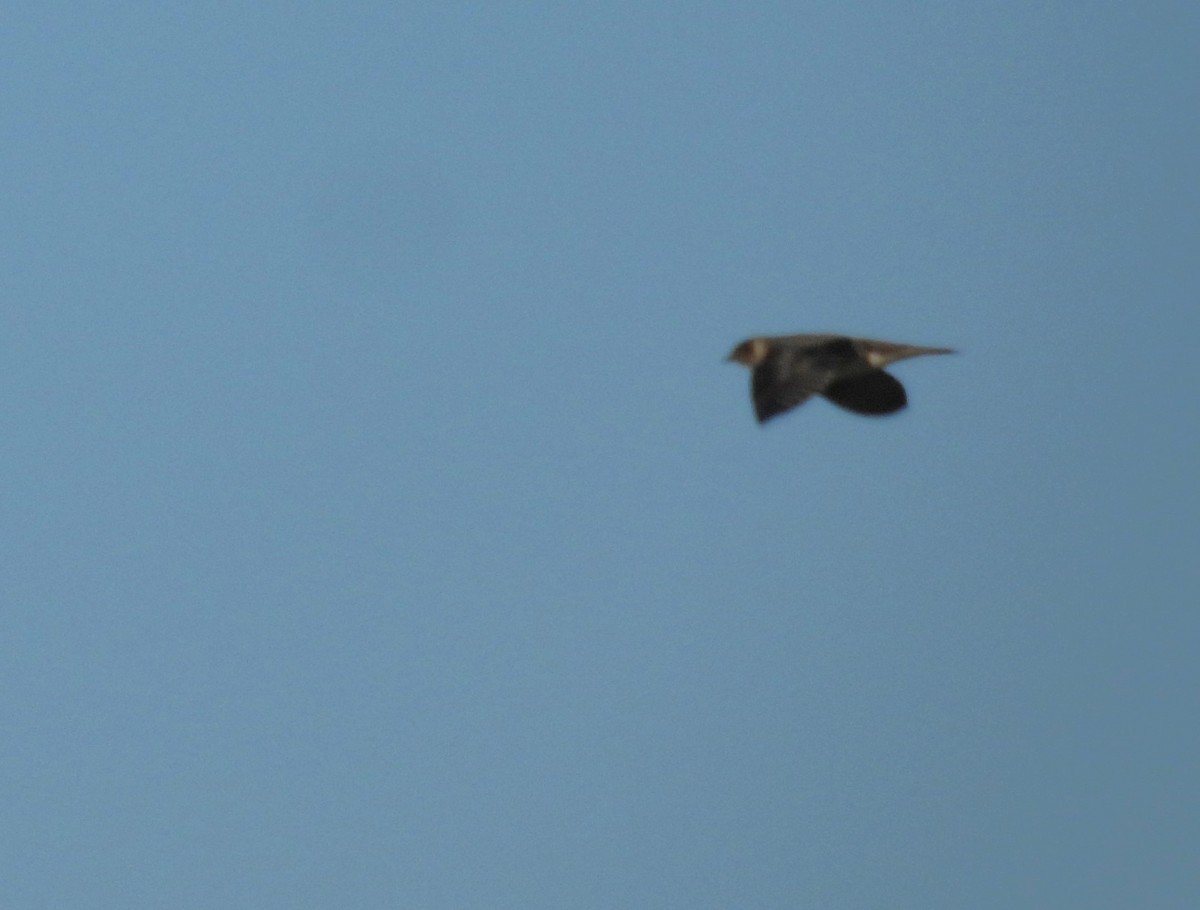 Purple Martin - ML641144288