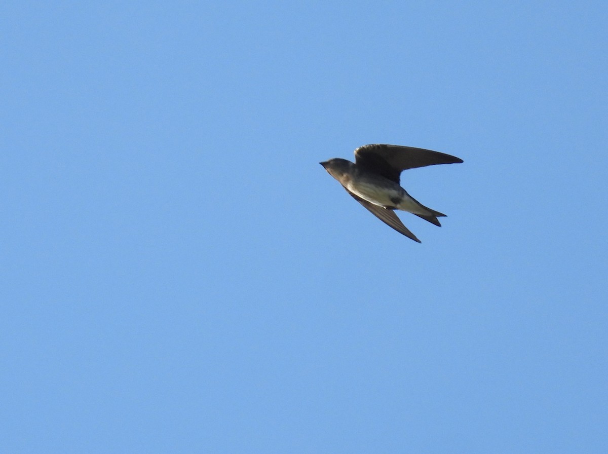 Purple Martin - ML641144289