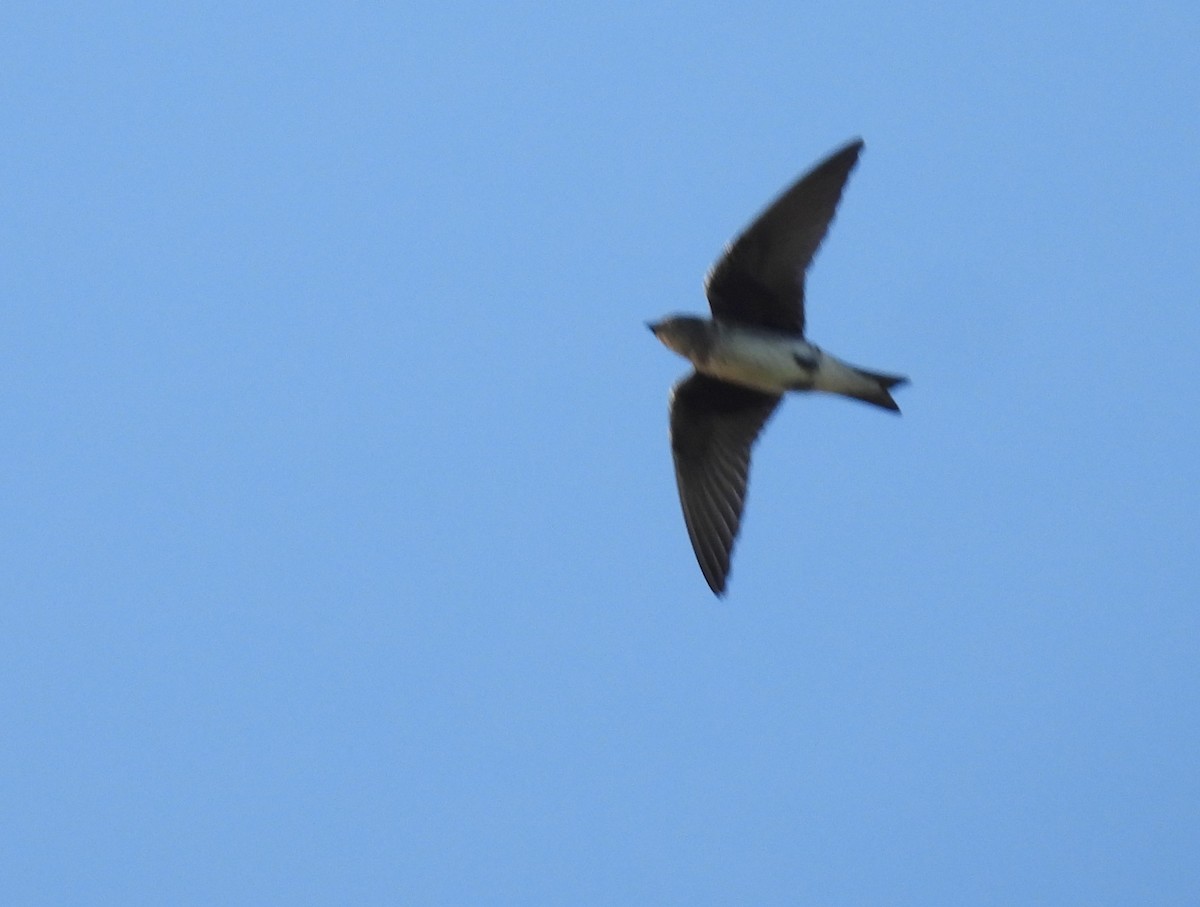Purple Martin - ML641144290