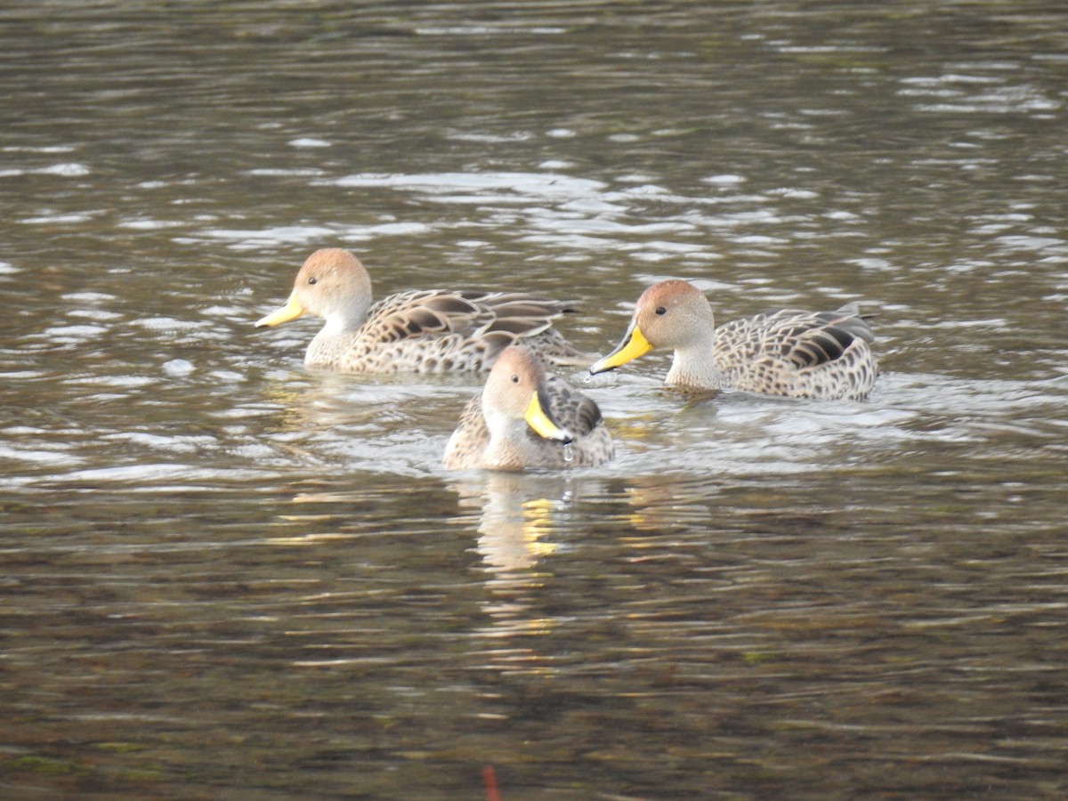 Yellow-billed Pintail - ML641144300