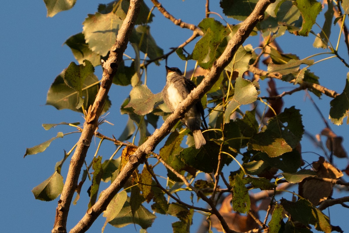 Olive-sided Flycatcher - ML641144308
