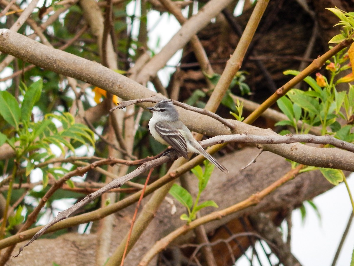 White-crested Tyrannulet - ML641144312
