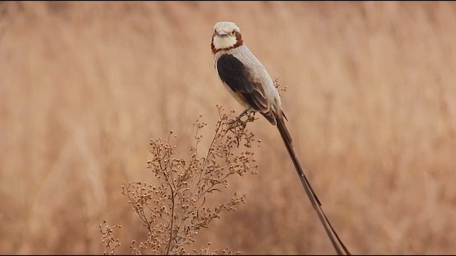 Streamer-tailed Tyrant - ML641144324