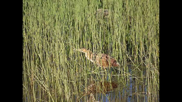 American Bittern - ML641144325