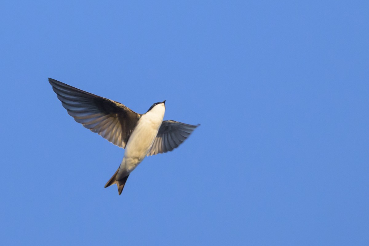 Tree Swallow - ML641144353