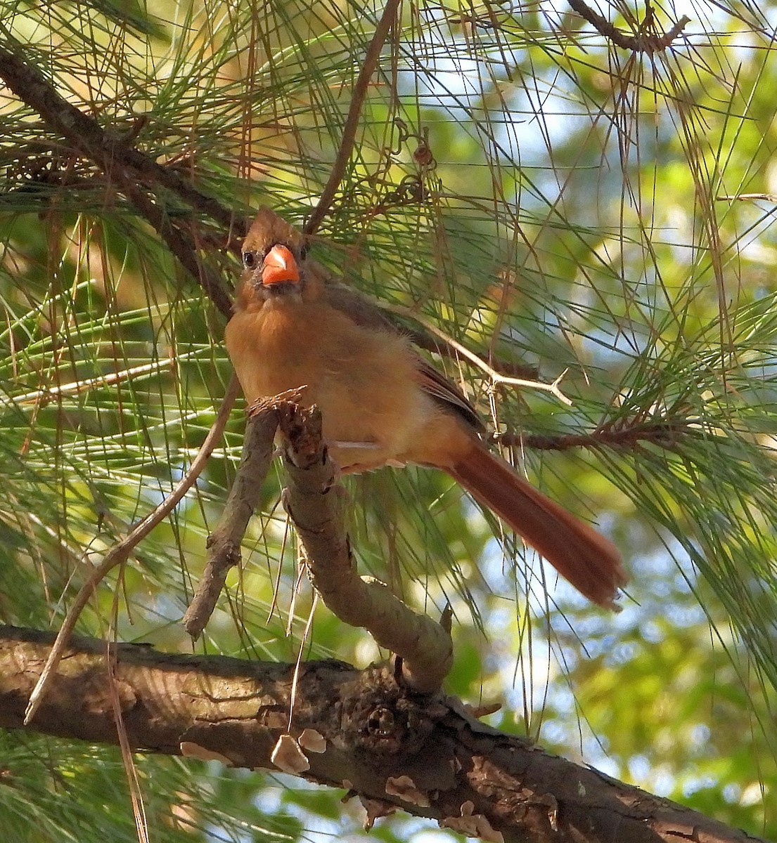 ショウジョウコウカンチョウ - ML641144355