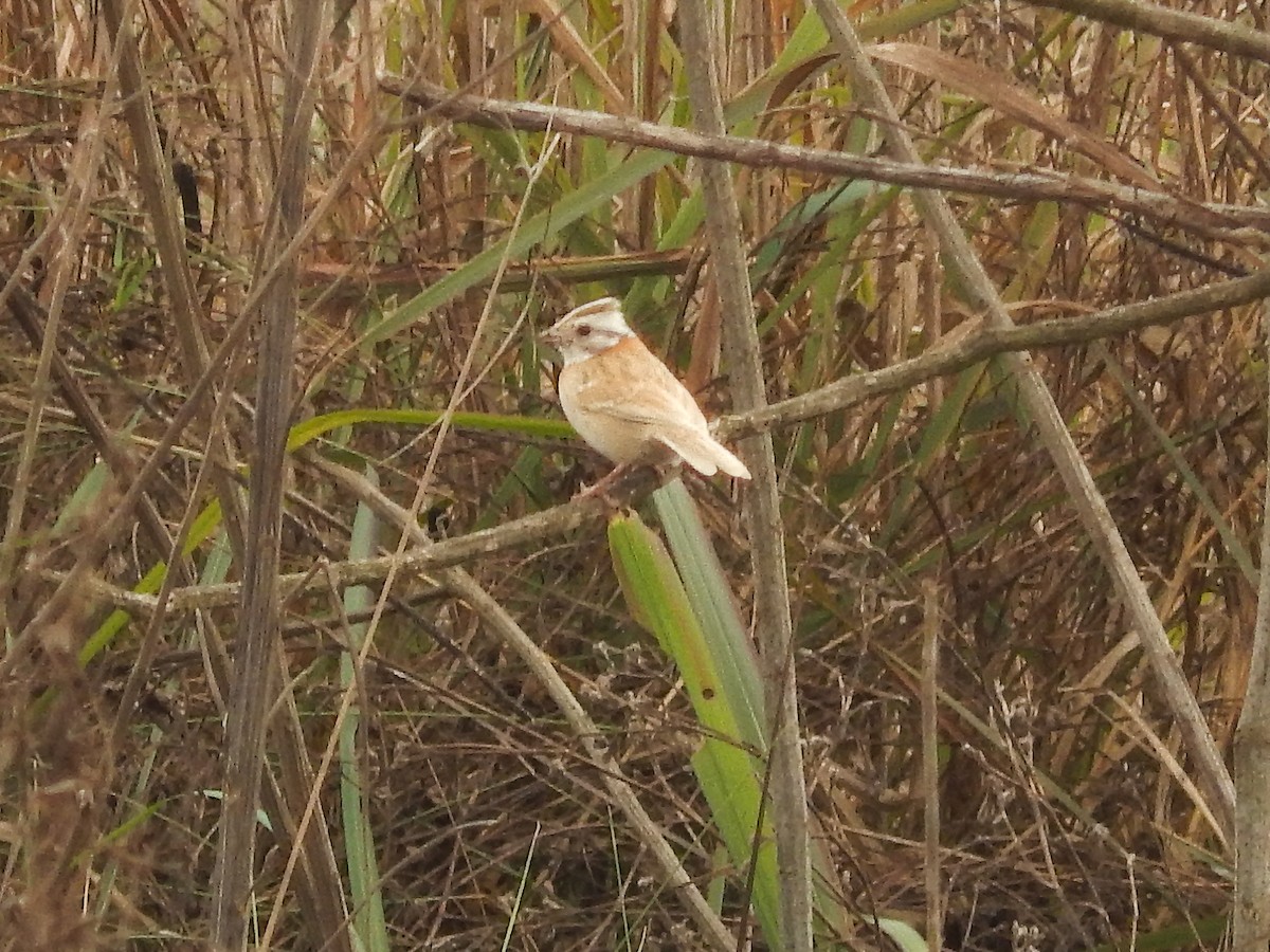 Rufous-collared Sparrow - ML641144359