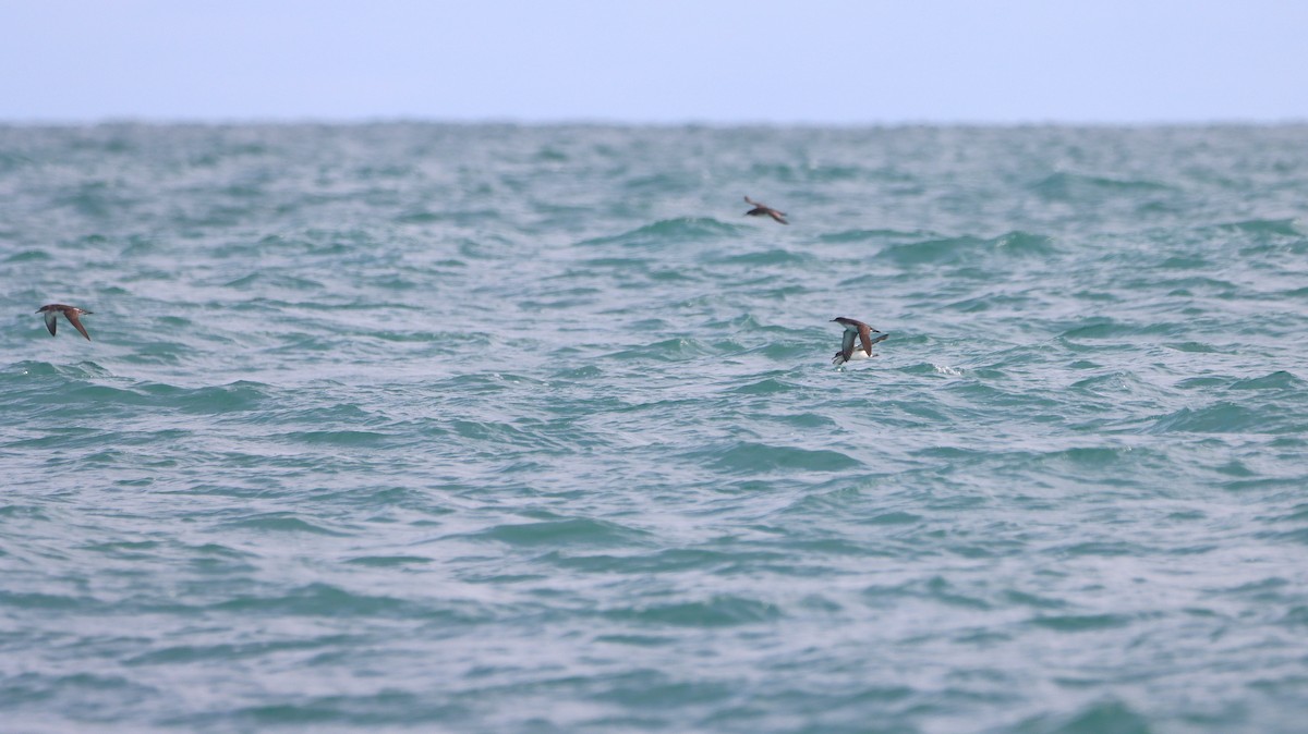 Fluttering Shearwater - ML641144360