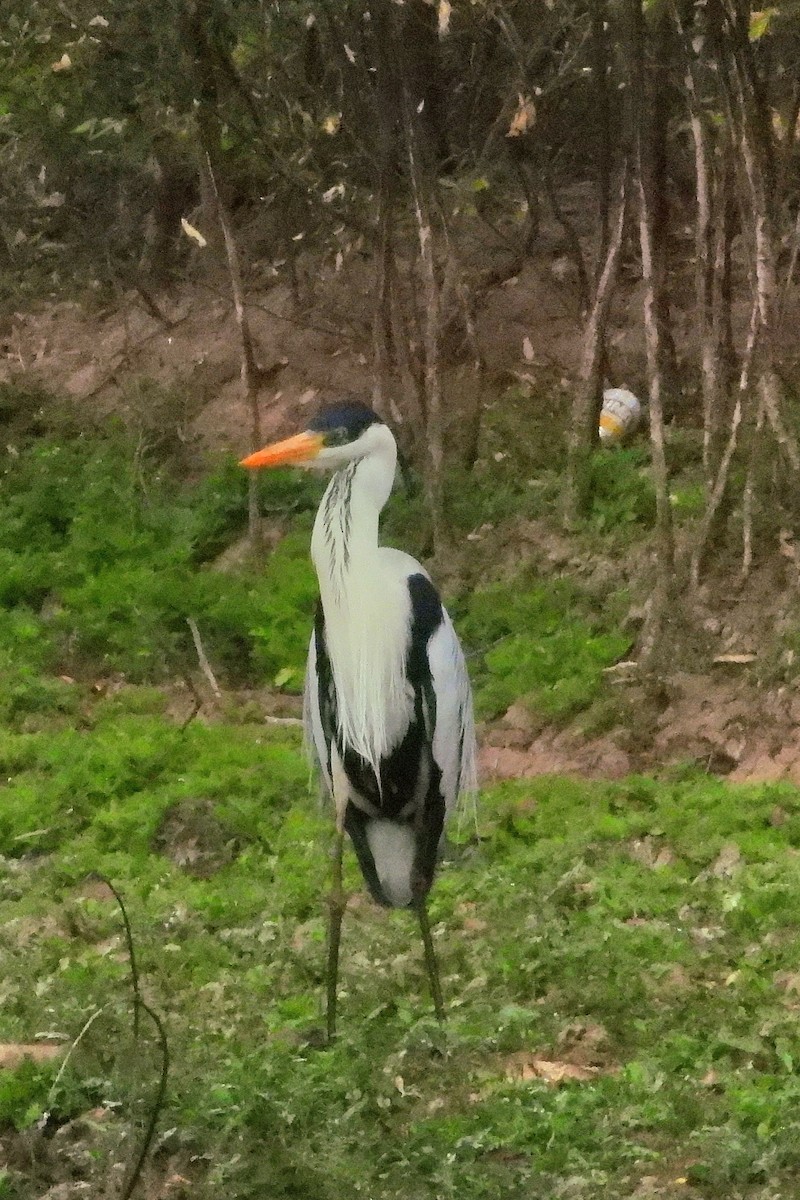Cocoi Heron - ML641144374