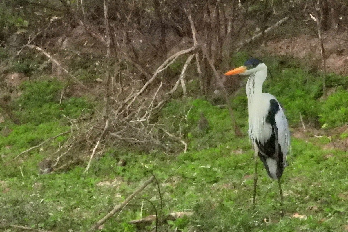 Cocoi Heron - ML641144375