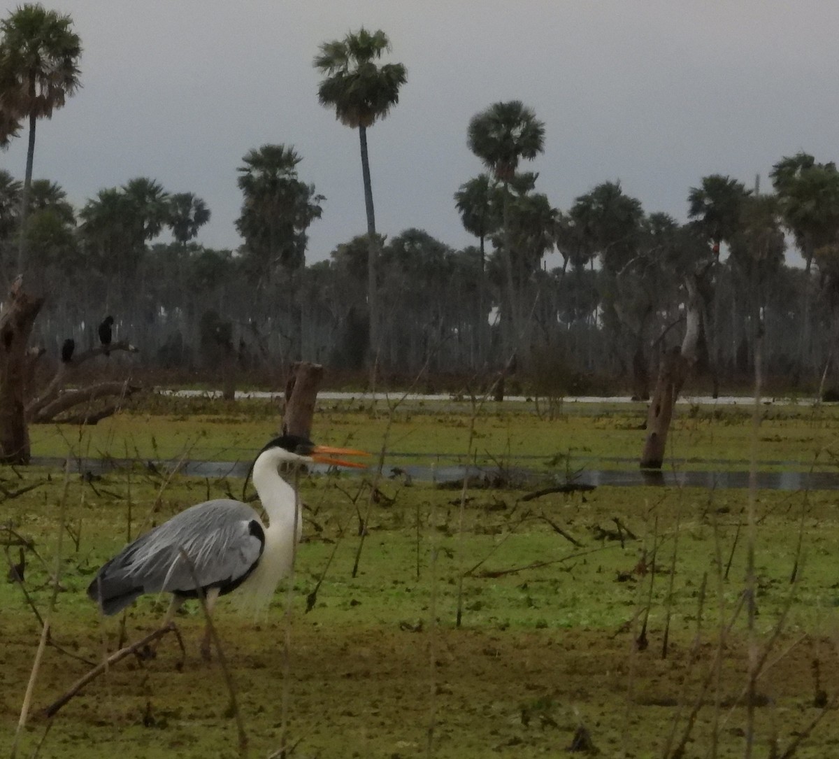 Cocoi Heron - ML641144376