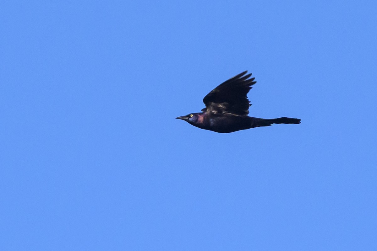 Common Grackle - ML641144377