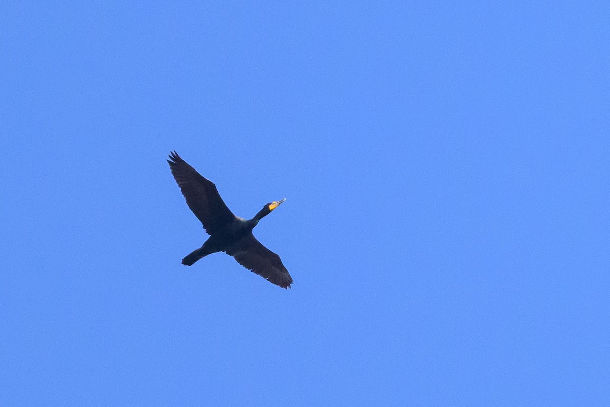 Double-crested Cormorant - ML641144388