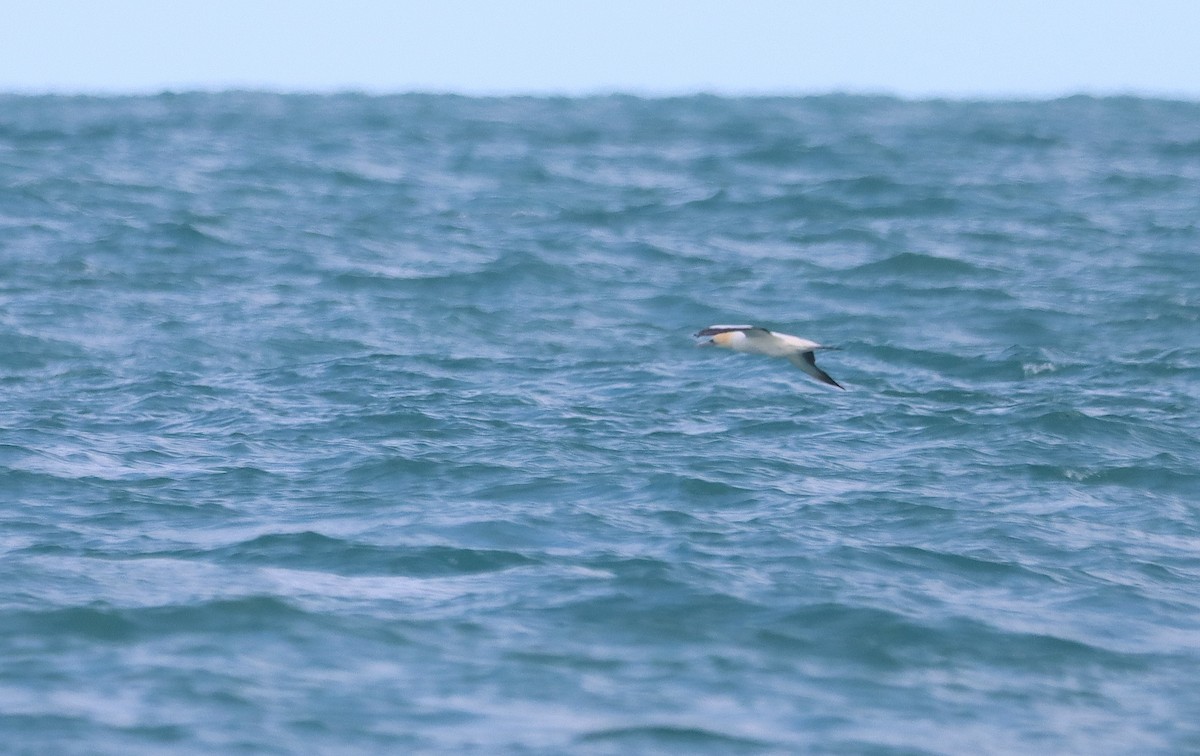 Australasian Gannet - ML641144389
