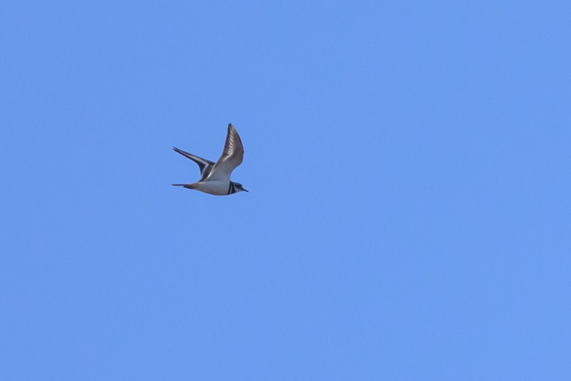 Killdeer - ML641144399