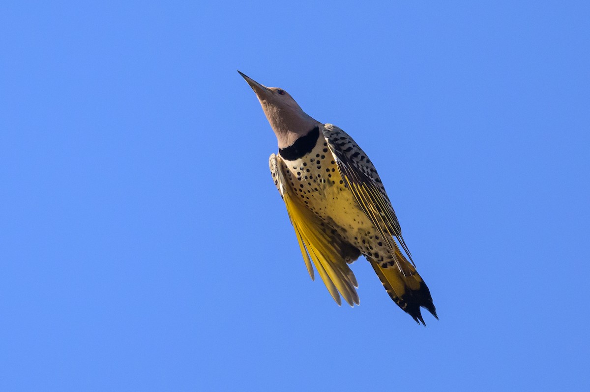 Pic flamboyant (auratus/luteus) - ML641144409
