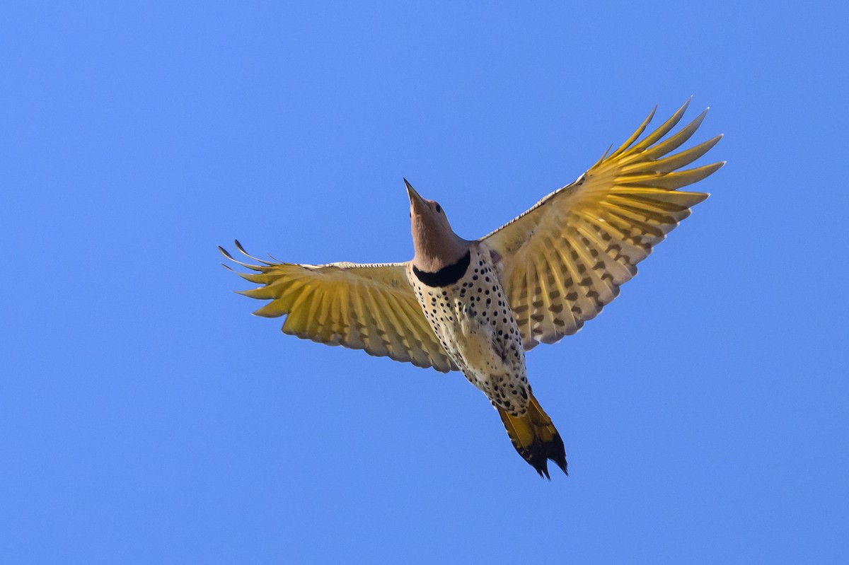 Pic flamboyant (auratus/luteus) - ML641144410