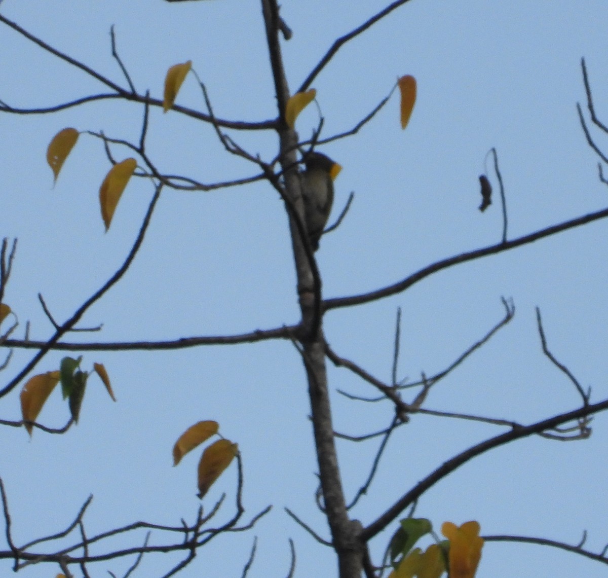 Greater Yellownape - ML641144438