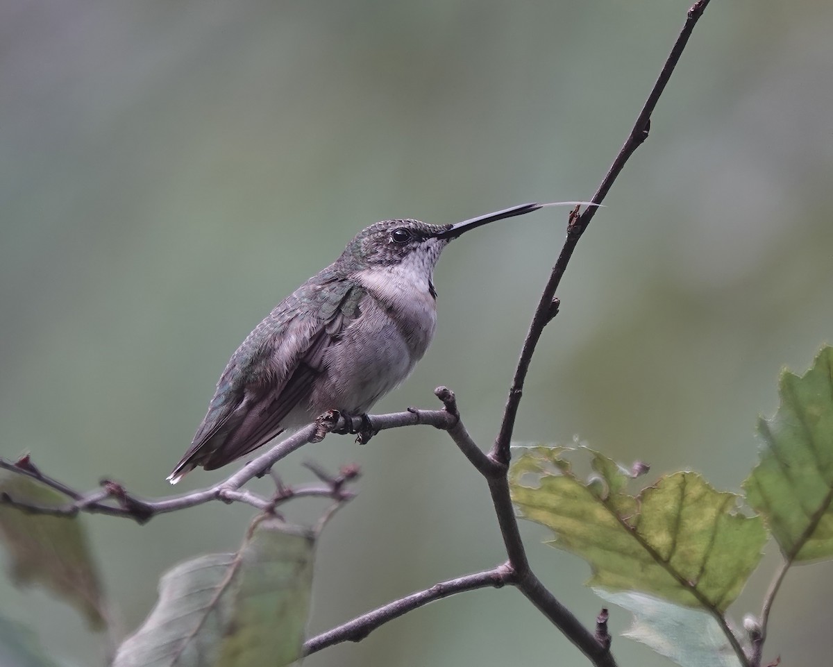 kalypta rubínohrdlá - ML641144456