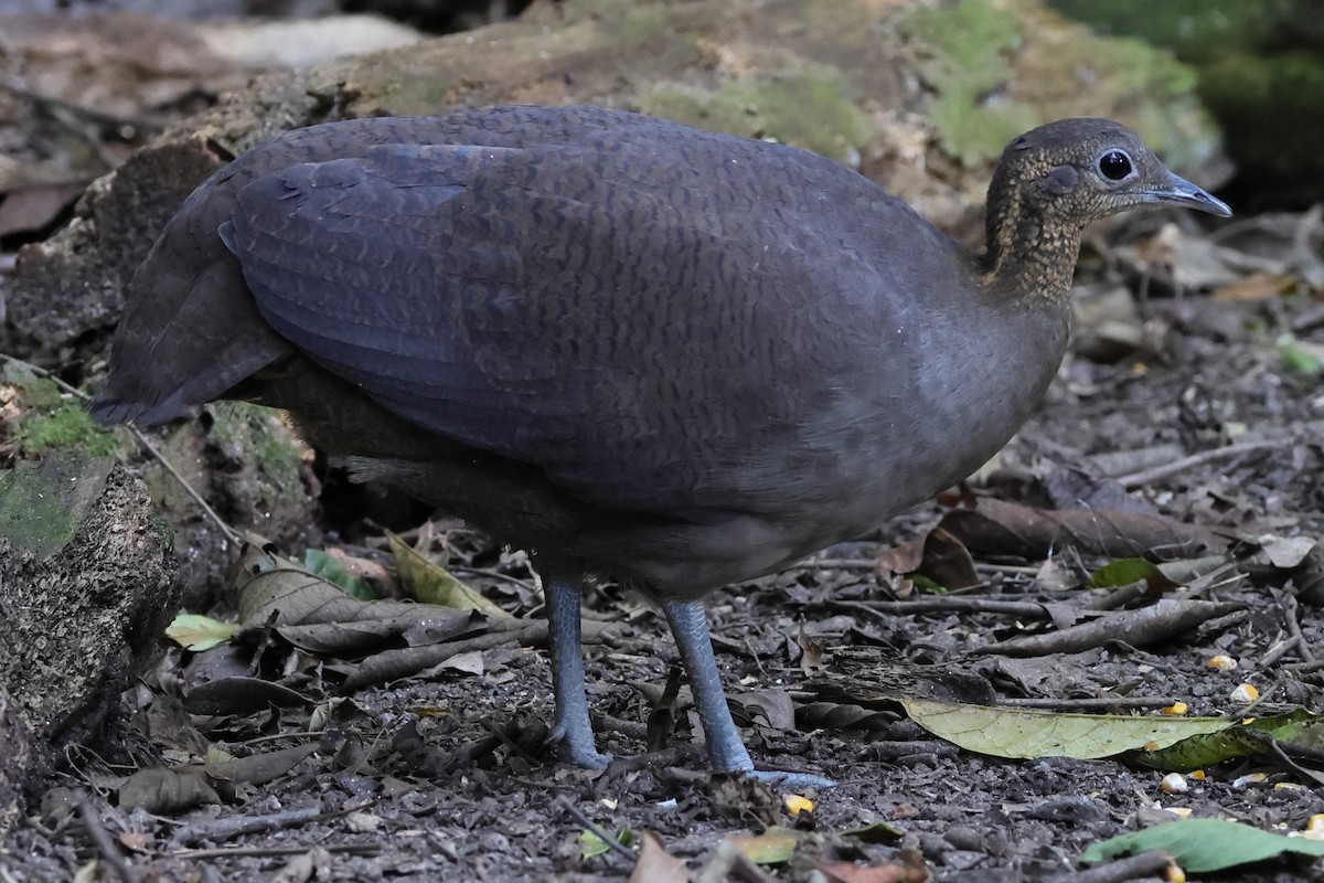 Solitary Tinamou - ML641144467