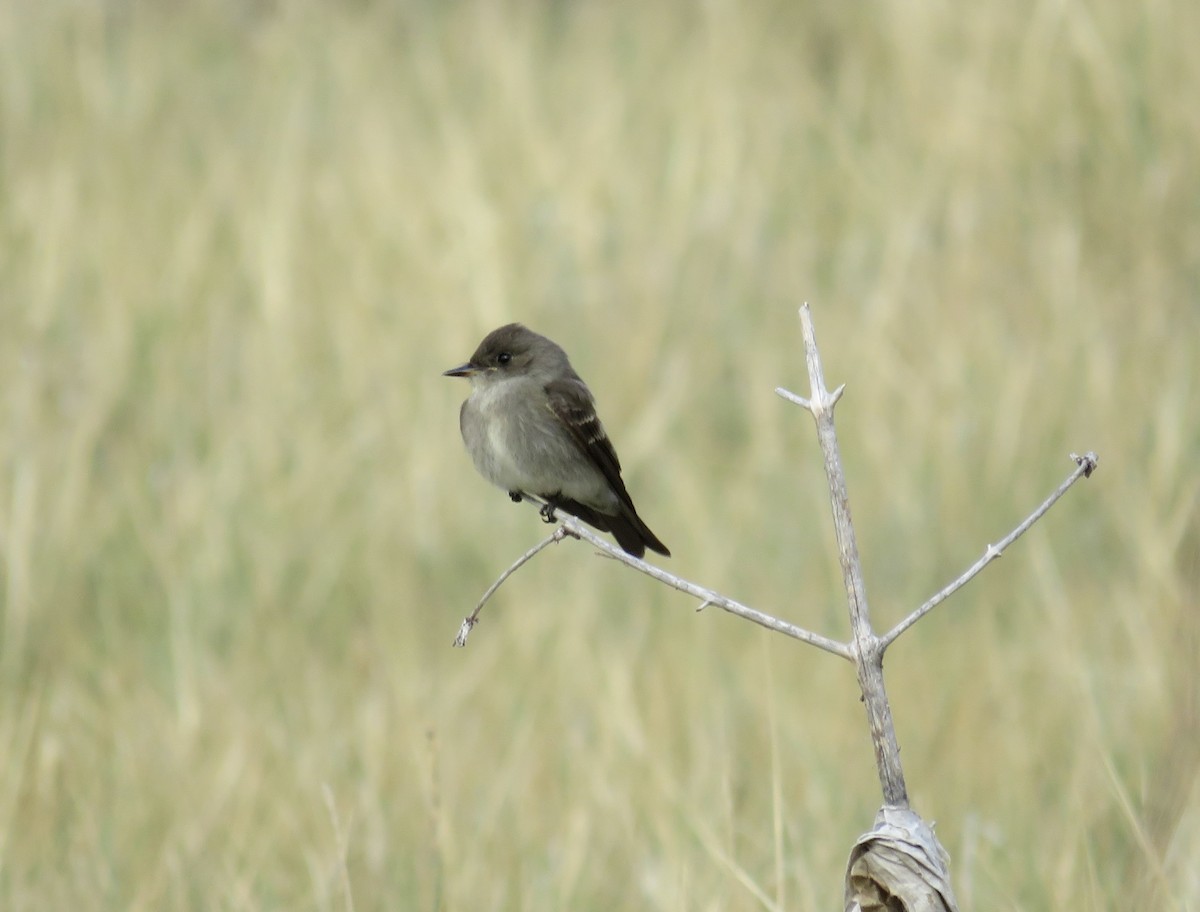 Western Wood-Pewee - ML641144513