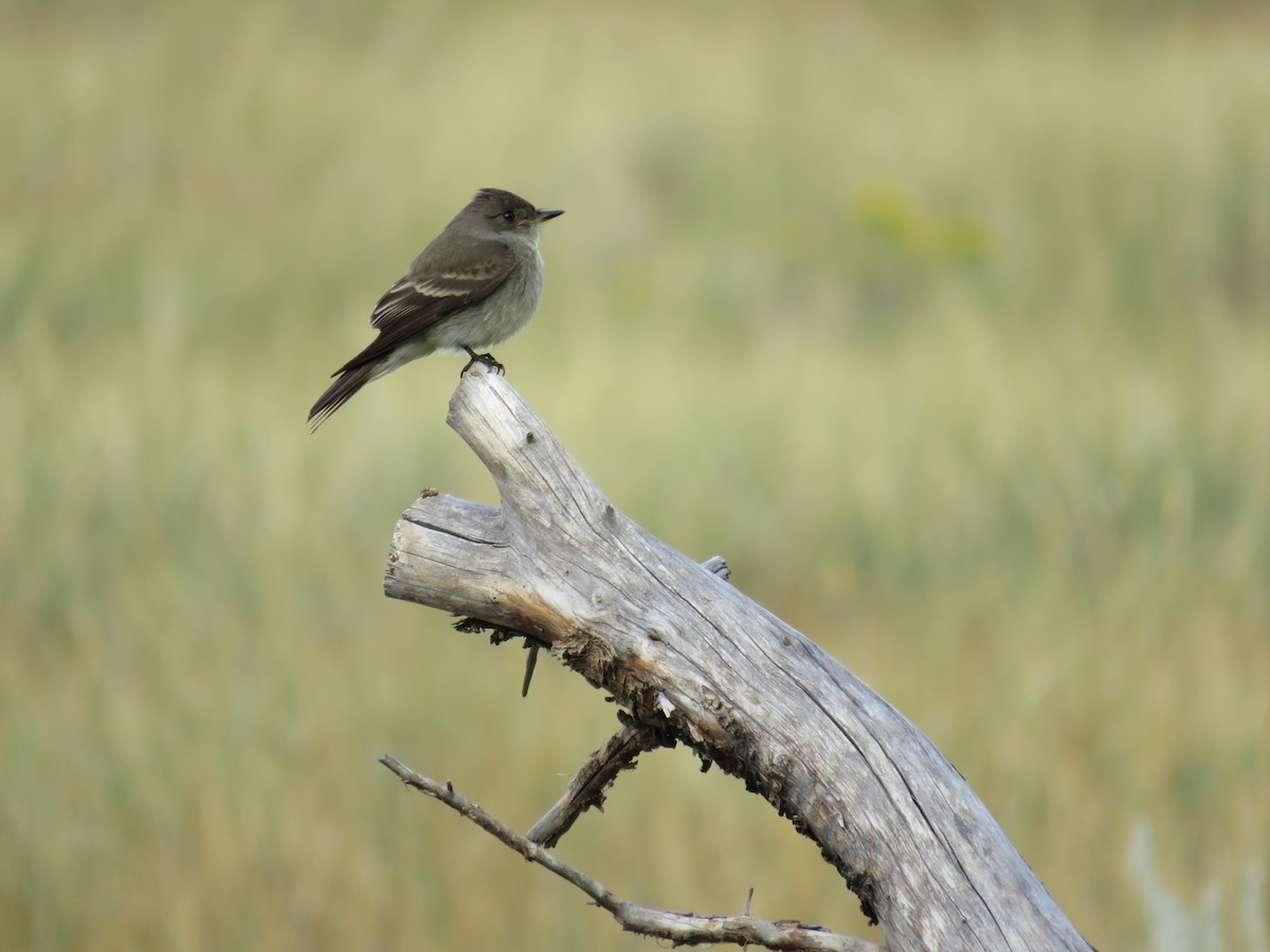 Western Wood-Pewee - ML641144515
