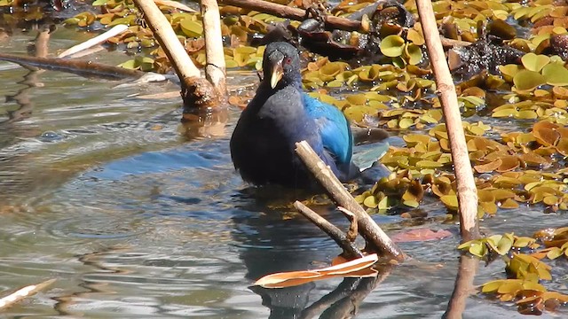 Purple Gallinule - ML641144551