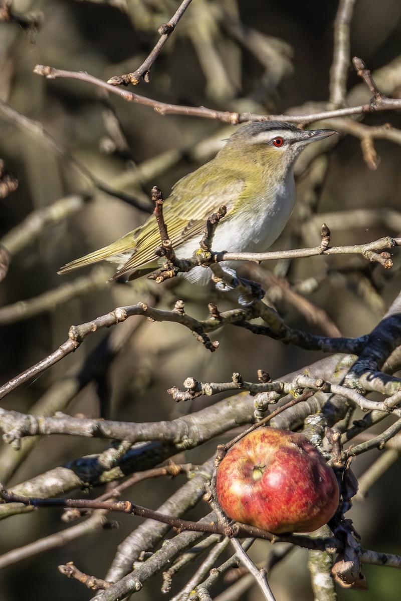 Red-eyed Vireo - ML641144553