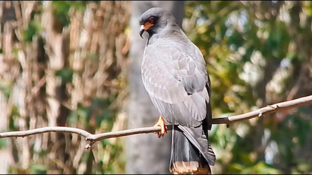 Snail Kite - ML641144572