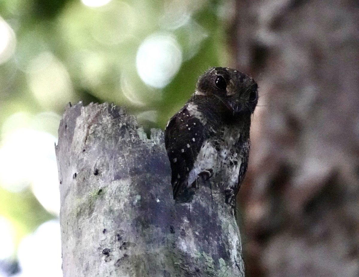 Moluccan Owlet-nightjar - ML641144585