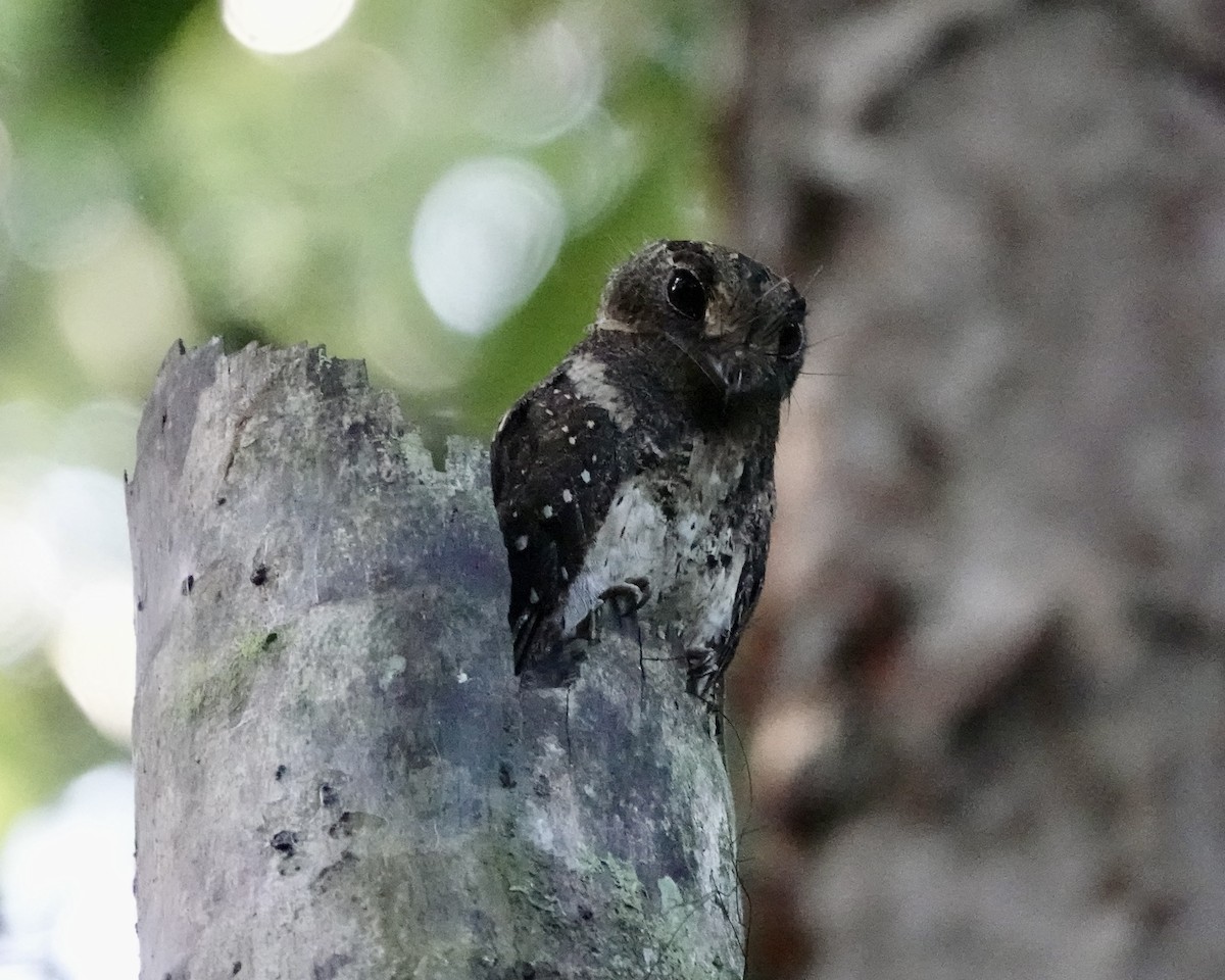 Moluccan Owlet-nightjar - ML641144586
