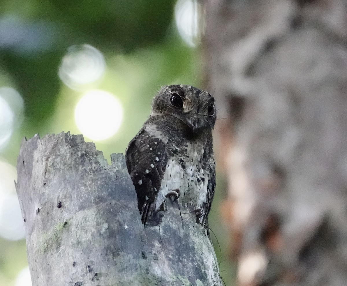 Moluccan Owlet-nightjar - ML641144587