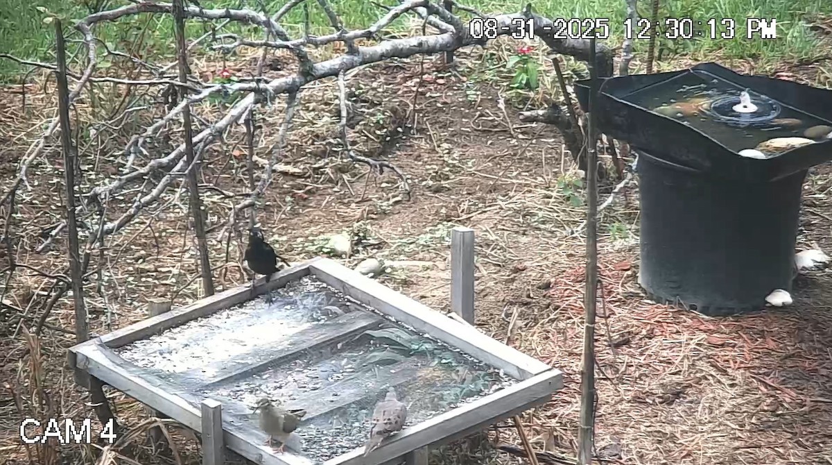 Common Grackle - ML641144599
