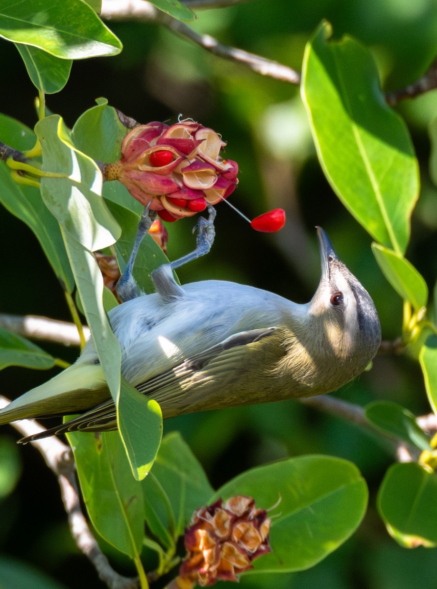 Red-eyed Vireo - ML641144602