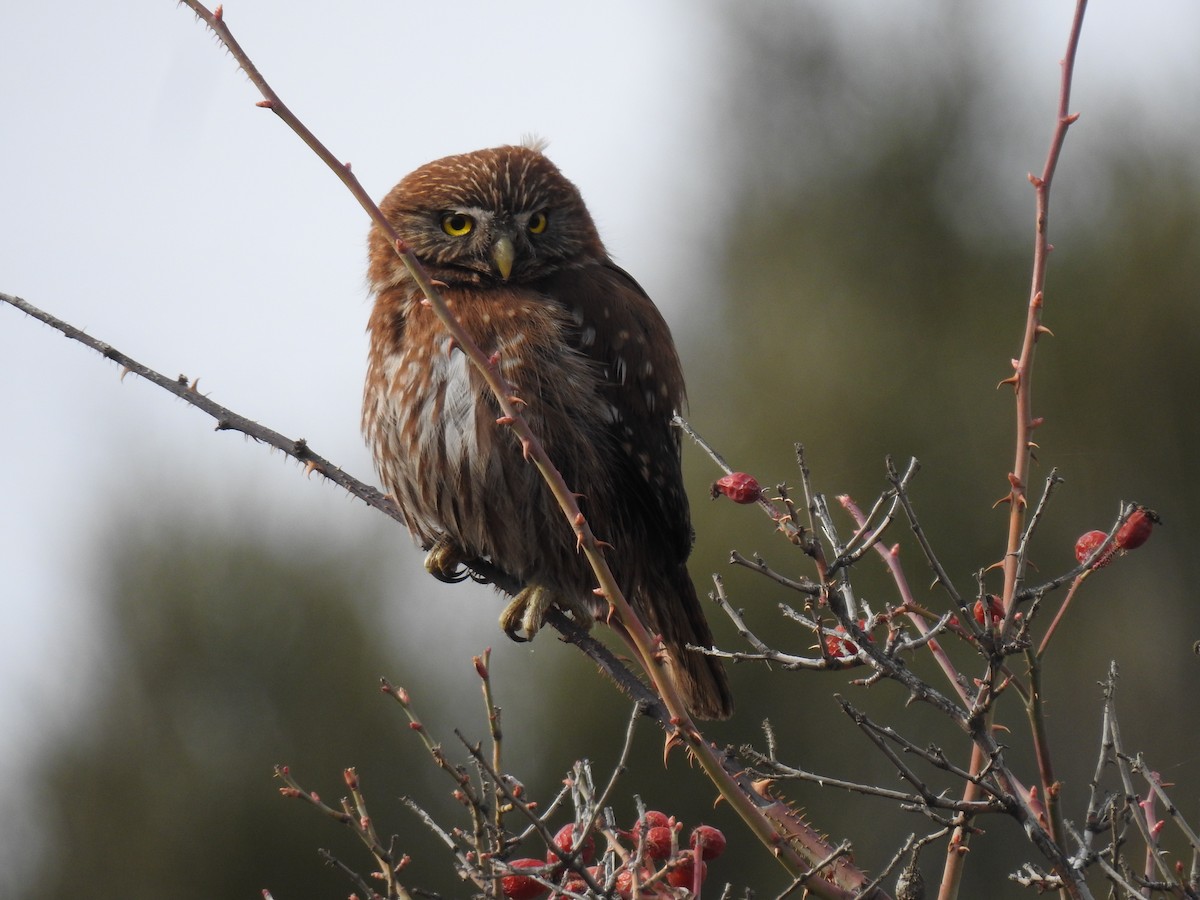 Austral Pygmy-Owl - ML641144604
