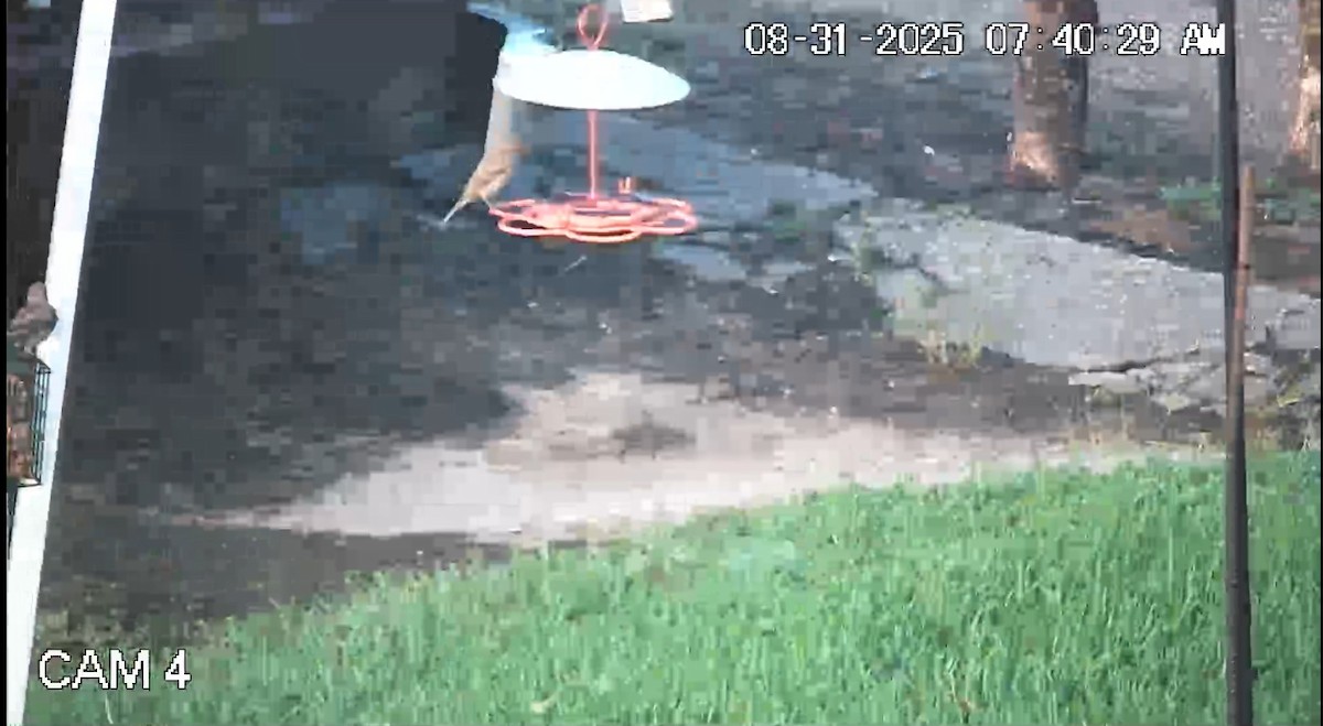 Summer Tanager - ML641144628