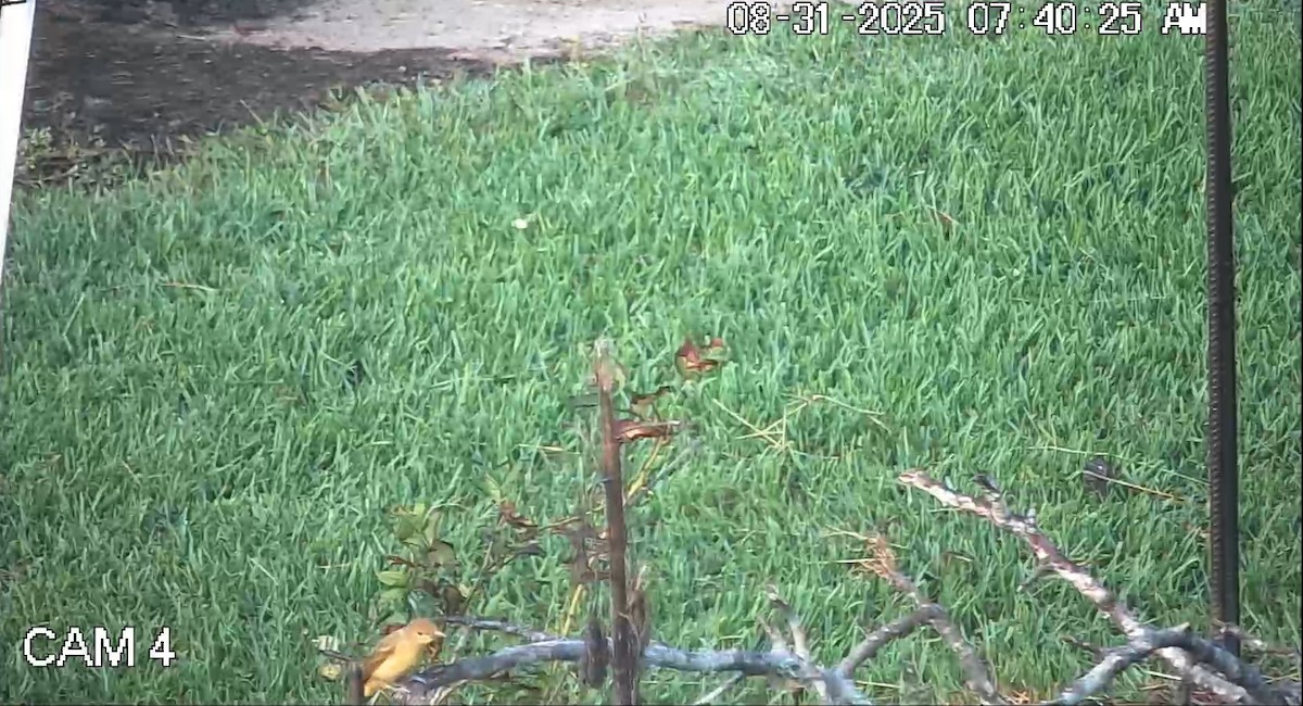 Summer Tanager - ML641144629