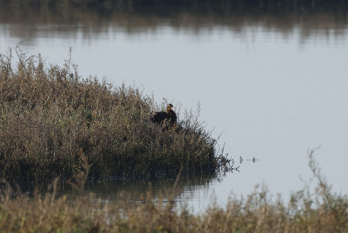 Ridgway Sukılavuzu (levipes) - ML641144637