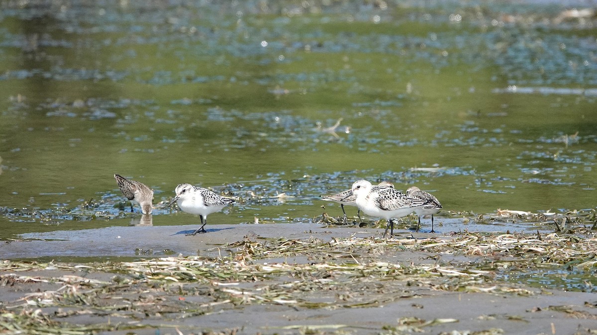 Sanderling - ML641144655